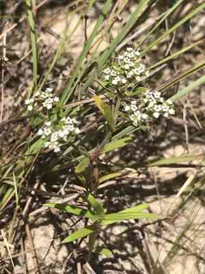 Drummond's nailwort(Paronychia drummondii)
