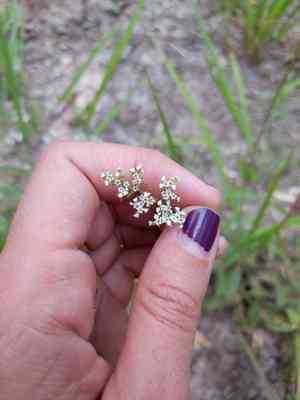 Drummond's nailwort(Paronychia drummondii)
