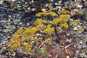 Yellow nailwort(Paronychia virginica)