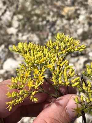 Yellow nailwort(Paronychia virginica)