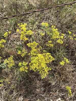 Yellow nailwort(Paronychia virginica)