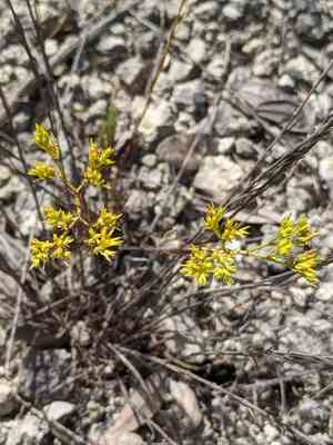 Yellow nailwort(Paronychia virginica)