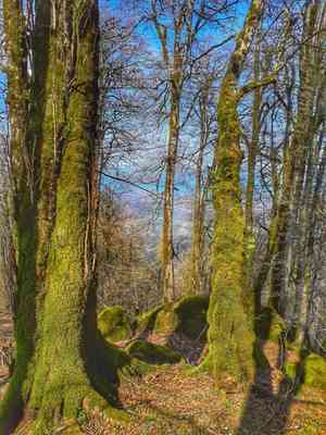 Persian ironwood(Parrotia persica)