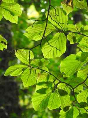 Persian ironwood(Parrotia persica)