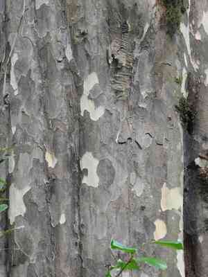Persian ironwood(Parrotia persica)