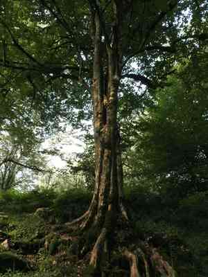 Persian ironwood(Parrotia persica)