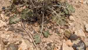 Gray's feverfew(Parthenium confertum)