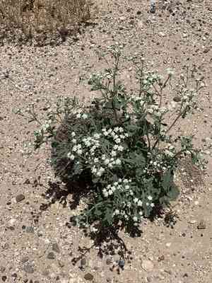 Gray's feverfew(Parthenium confertum)