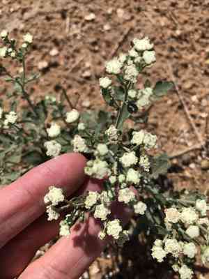Gray's feverfew(Parthenium confertum)