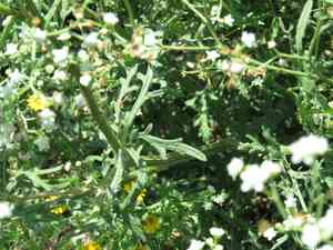 Gray's feverfew(Parthenium confertum)