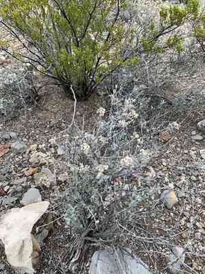 Mariola(Parthenium incanum)