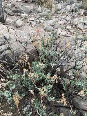Mariola(Parthenium incanum)
