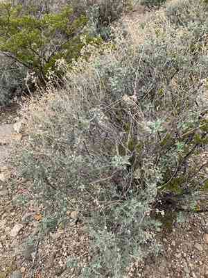 Mariola(Parthenium incanum)