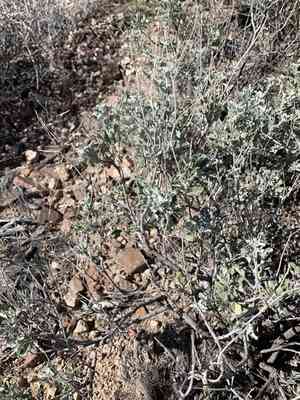 Mariola(Parthenium incanum)