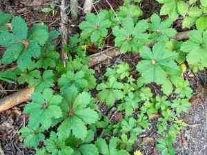 Sevenleaf creeper(Parthenocissus heptaphylla)