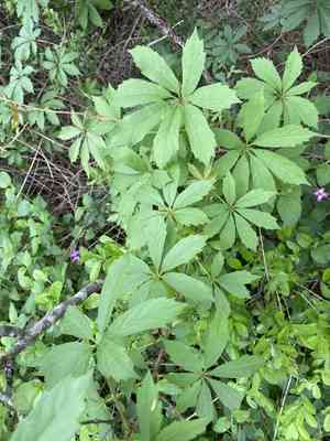 Sevenleaf creeper(Parthenocissus heptaphylla)