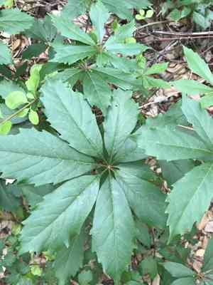 Sevenleaf creeper(Parthenocissus heptaphylla)