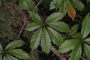 Sevenleaf creeper(Parthenocissus heptaphylla)