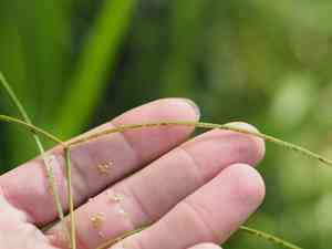 T-grass(Paspalum conjugatum)
