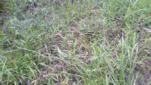 T-grass(Paspalum conjugatum)