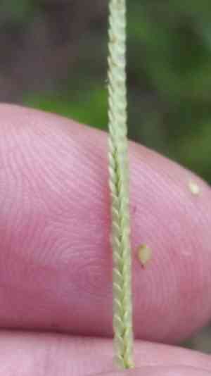 T-grass(Paspalum conjugatum)