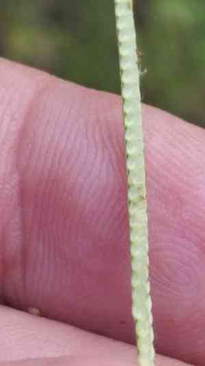 T-grass(Paspalum conjugatum)