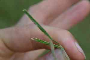 Longtom(Paspalum denticulatum)