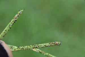 Longtom(Paspalum denticulatum)