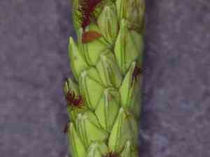 Longtom(Paspalum denticulatum)