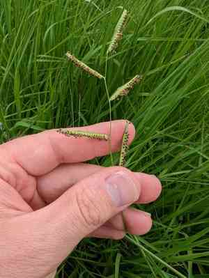 Longtom(Paspalum denticulatum)