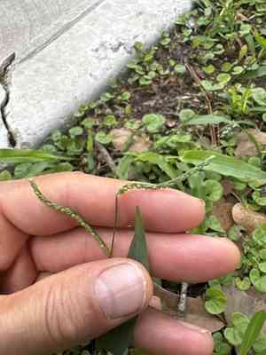 Rustyseed paspalum(Paspalum langei)