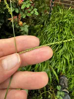 Rustyseed paspalum(Paspalum langei)