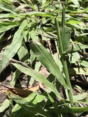 Rustyseed paspalum(Paspalum langei)
