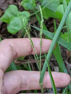 Rustyseed paspalum(Paspalum langei)