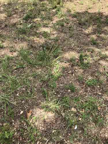 Bahiagrass(Paspalum notatum)