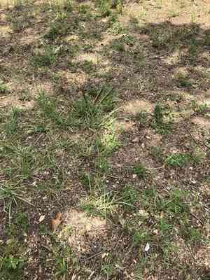 Bahiagrass(Paspalum notatum)