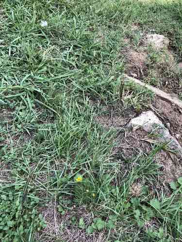 Bahiagrass(Paspalum notatum)