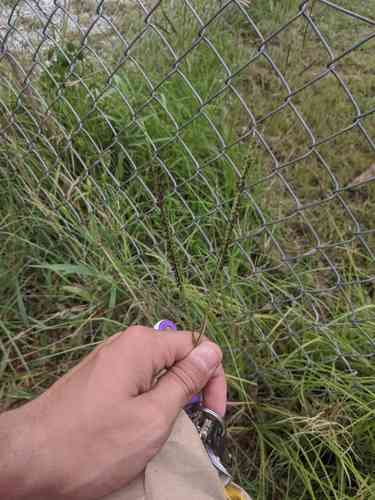 Bahiagrass(Paspalum notatum)