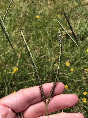 Bahiagrass(Paspalum notatum)
