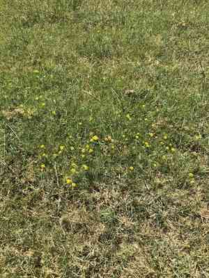 Bahiagrass(Paspalum notatum)