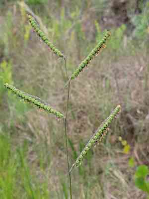 Early paspalum(Paspalum praecox)