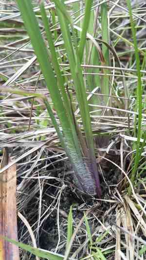 Early paspalum(Paspalum praecox)