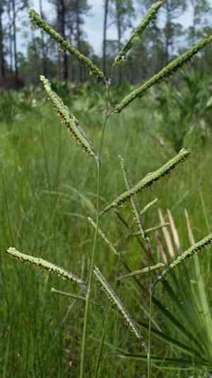 Early paspalum(Paspalum praecox)