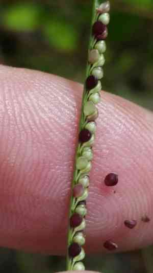 Thin paspalum(Paspalum setaceum)