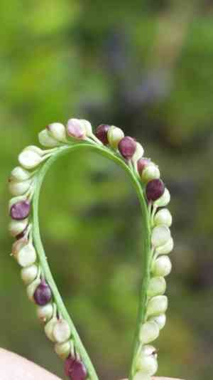 Thin paspalum(Paspalum setaceum)