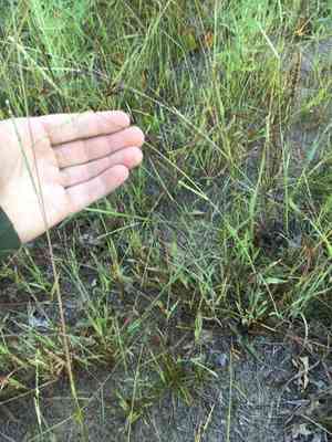 Thin paspalum(Paspalum setaceum)