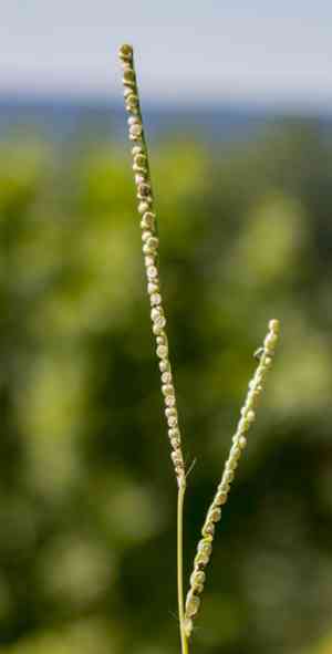 Thin paspalum(Paspalum setaceum)