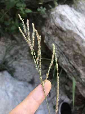 Vasey's grass(Paspalum urvillei)