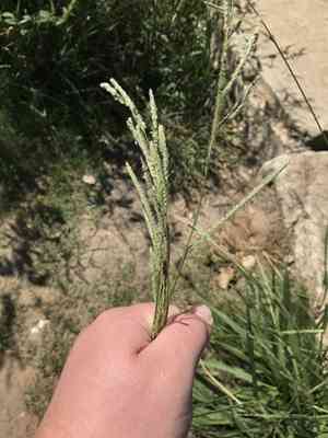 Vasey's grass(Paspalum urvillei)