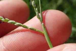 Seashore paspalum(Paspalum vaginatum)